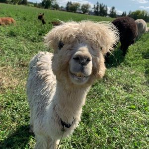 Meet your Posher, Dawne